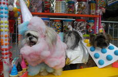 Dog behaviourist: Tips and tricks for keeping your dog calm and safe this Halloween