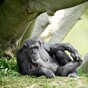 Dublin Zoo celebrates Betty and Wendy's golden years