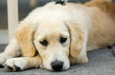 Dogs Trust urges owners to watch out for their dog's safety and welfare on Halloween night