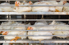 UK's 'largest ever outbreak of bird flu' prompts legal order to keep poultry indoors