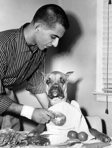 Archive Dog Auditioning for Film of the Day
