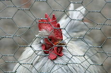 Measure to keep all poultry inside to tackle bird flu comes into force today