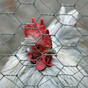Measure to keep all poultry inside to tackle bird flu comes into force today