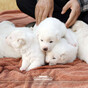Dogs given to South Korean president by Kim Jong Un spark custody row