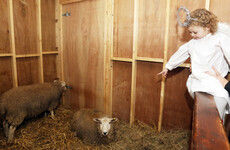 Lord Mayor says Mansion House will have crib this Christmas but will not include live animals