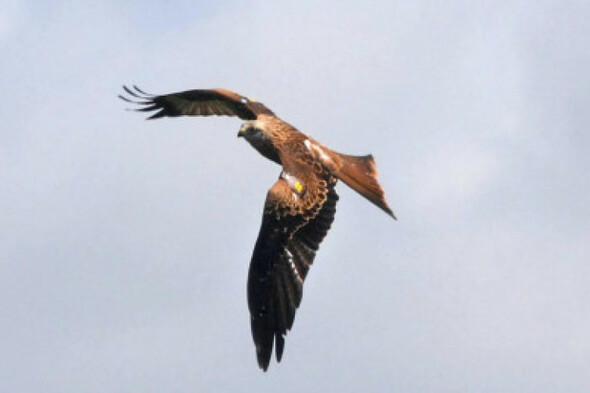 Charities Regulator identifies several financial oversight failings at Birdwatch Ireland - Vimarsana News