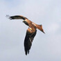 Charities Regulator identifies several financial oversight failings at Birdwatch Ireland