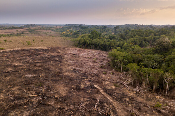 Brazil sets new Amazon deforestation record for October ahead of government change - Vimarsana News