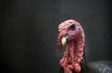 Restriction zones in place as Avian Influenza confirmed in Monaghan turkey flock