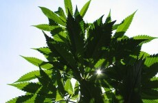 Government will seek to legalise some cannabis-based products
