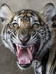 The Week in Photos: Fierce