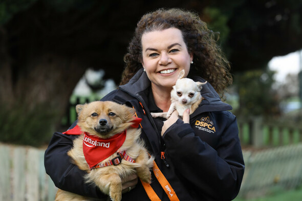DSPCA seeking more volunteers due to 'concerning' surge in surrendered pet rabbits and dogs - Vimarsana News