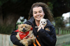 DSPCA seeking more volunteers due to 'concerning' surge in surrendered pet rabbits and dogs