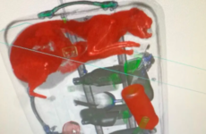 Let the cat out of the bag: Airport security staff spot stowaway in suitcase