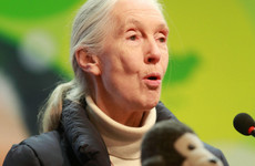 Citizens' Assembly on biodiversity to hear from Dr Jane Goodall at final meeting