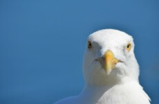 'Gull-proof' bags trial could lead to plastic bags ban for waste collection in Dublin