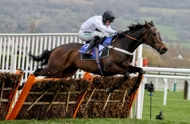 Donn Mcclean Constitution Hill A Strong Cheltenham Contender After