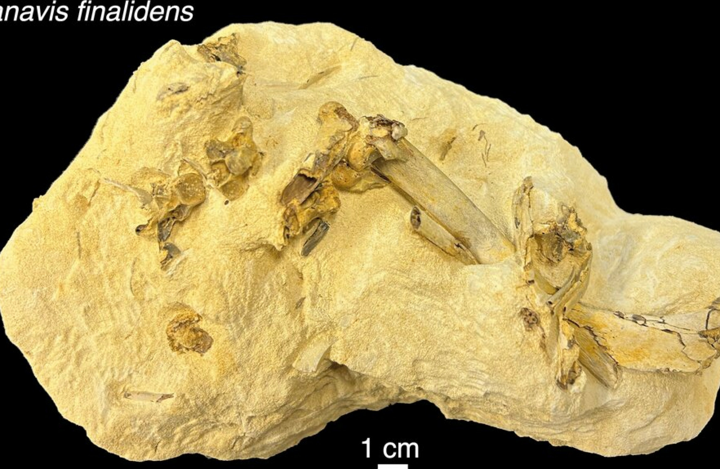 Fossil 'overturns more than a century of knowledge about origin of modern birds' - Vimarsana News