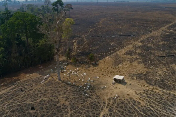 Amazon loses a tenth of its vegetation in four decades, report says - Vimarsana News