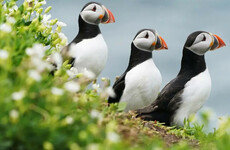 Call to deliver global deal for nature at UN biodiversity conference