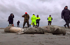 1,700 seals found dead along Caspian coast in southern Russia
