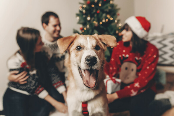 Dog behaviourist: Tips for keeping your pooch safe and well this Christmas - Vimarsana News