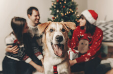 Dog behaviourist: Tips for keeping your pooch safe and well this Christmas