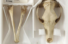 Remains of last Tasmanian tiger found in museum cupboard solving 'zoological mystery'