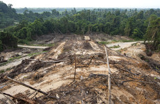 EU to ban products which contribute to deforestation