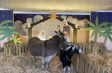 'There's an attempt to sanitise what we're celebrating': Dublin's live crib launches amid controversy