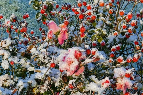 Cold snaps: Reader photos of snowy scenes from around the country - Vimarsana News