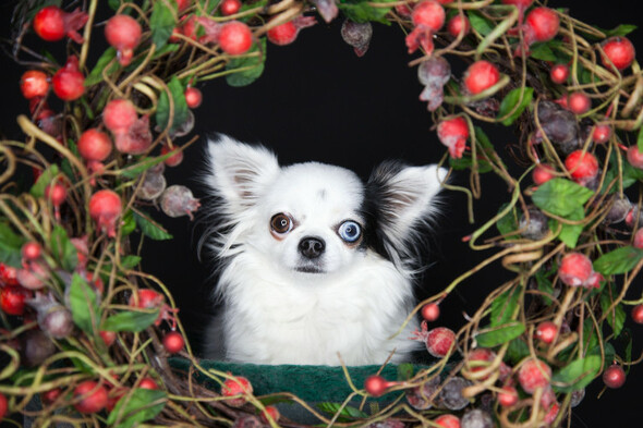Dog behaviourist: Why Christmas is the worst time to get a puppy - Vimarsana News