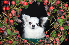 Dog behaviourist: Why Christmas is the worst time to get a puppy