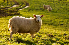 Gardaí investigating after dozens of sheep killed on farm in Co Offaly