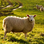 Gardaí investigating after dozens of sheep killed on farm in Co Offaly