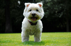 Govt won't oppose Bill that aims to introduce a separate offence for pet theft