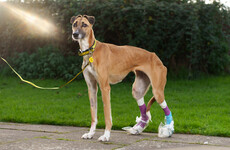 Dogs Trust 'pleading' with the public to consider commitment involved before getting a dog
