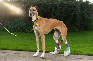 Dog trust finglas cheap