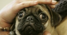 It's Friday so here's a slideshow of pugs from around the world