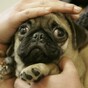 It's Friday so here's a slideshow of pugs from around the world