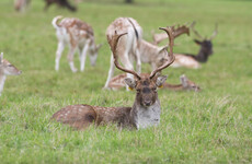 Government wants to hear from the public over how the nation's deer population is controlled