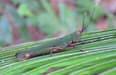 If only humans had the legs of grasshoppers...