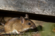 Forensic Science Ireland offices dealt with spate of mice infestations in past year