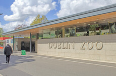 Report into 'serious welfare breaches' at Dublin Zoo deems majority of allegations to be 'unfounded'