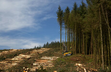 New €1.3 billion forestry strategy labelled a 'scandal' by Irish Wildlife Trust