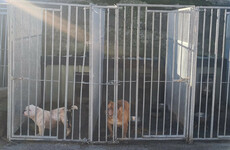 Gardaí seize 15 Pit Bulls, two Rottweilers and two Alsations in animal welfare investigation