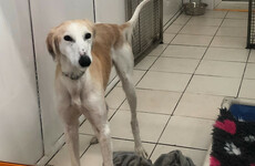 Over 100 dogs currently on waiting list to be surrendered to DSPCA