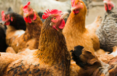 Eight poultry flocks in Ireland confirmed positive for Salmonella