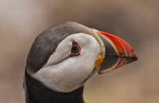 Ireland fares worst at managing protected nature sites in new EU report