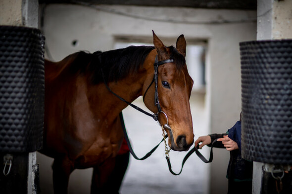 Donn McClean: Five to watch at the Dublin Racing Festival - Vimarsana News
